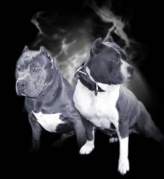 Pitbulls-1 · See more stickers | Share this sticker!