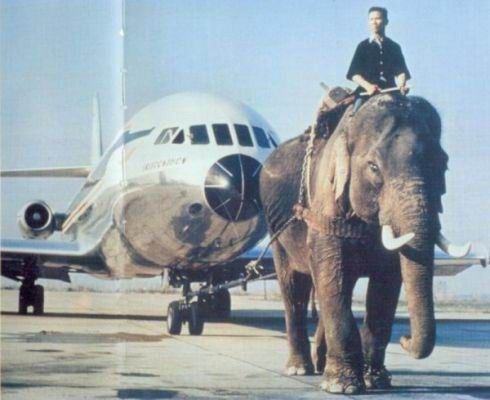 Elefante remolcando un avion