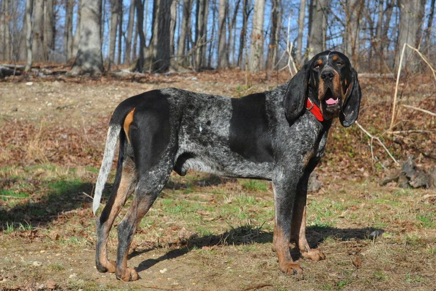 Looking for a Gascon/ Old Fashion Bluetick ...