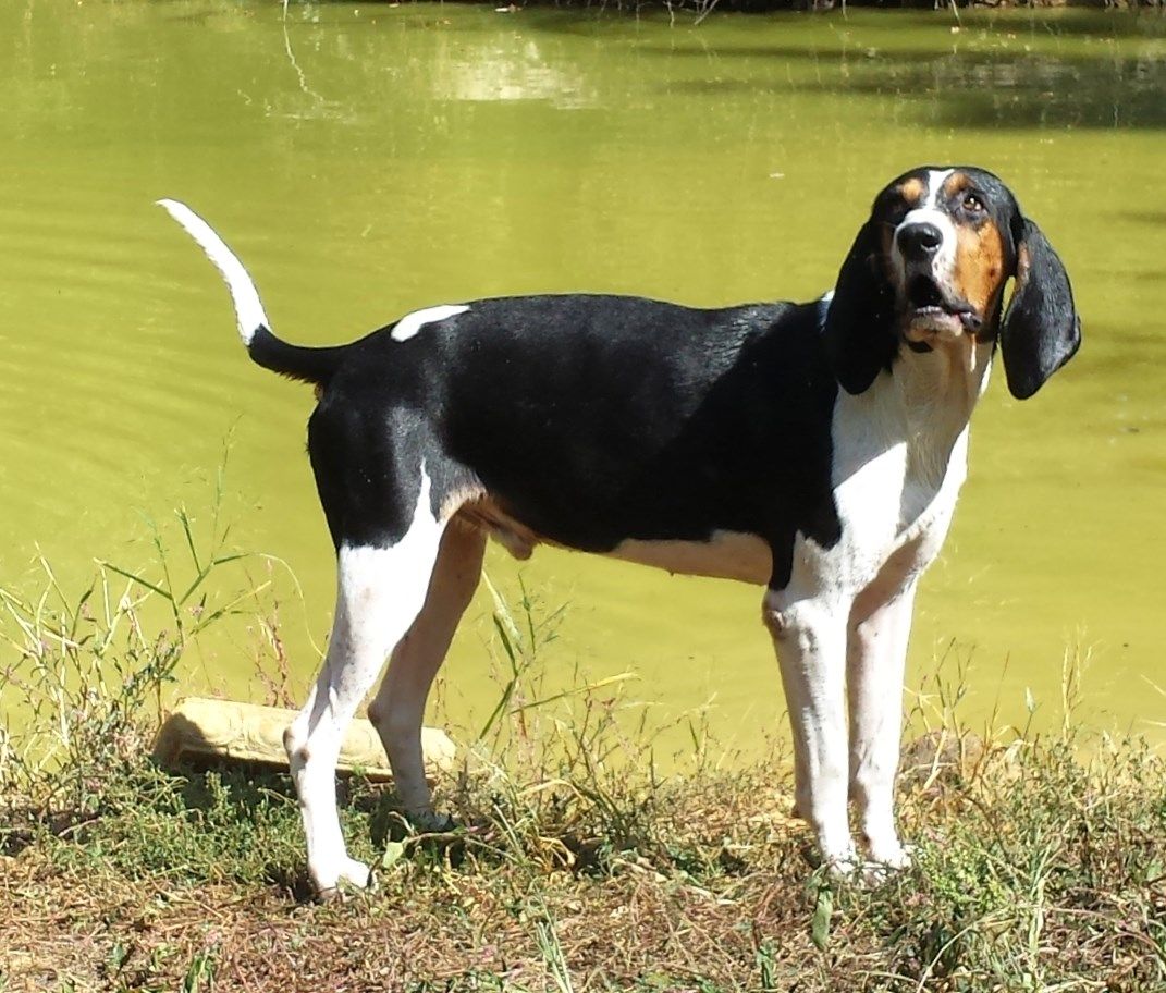Coondawgs.com coonhound classifieds and message forum