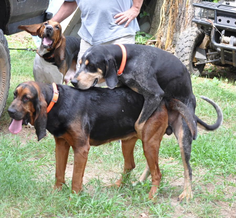 Bloodhound Cross