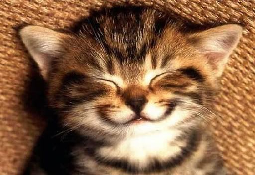 Catty Smile