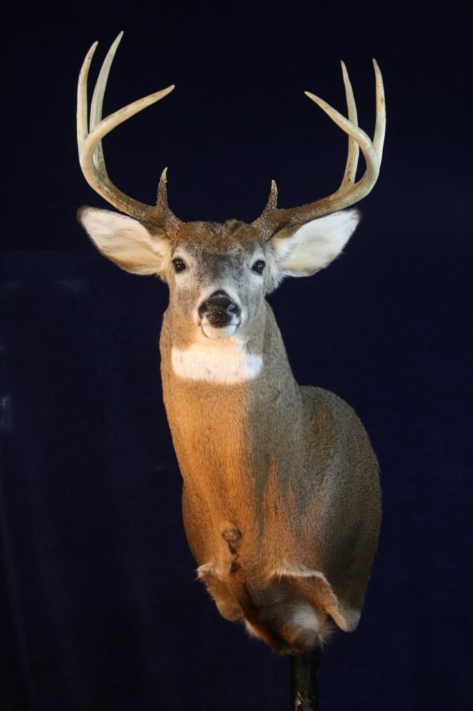 Couple of nice Jersey deer New Jersey Hunters