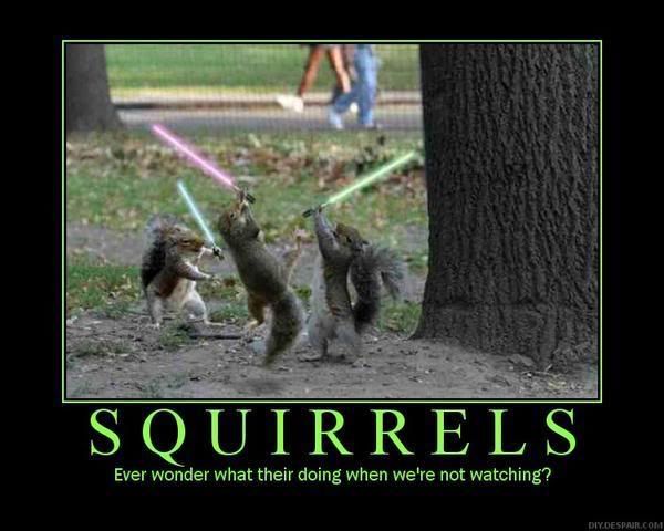 squirrles.jpg