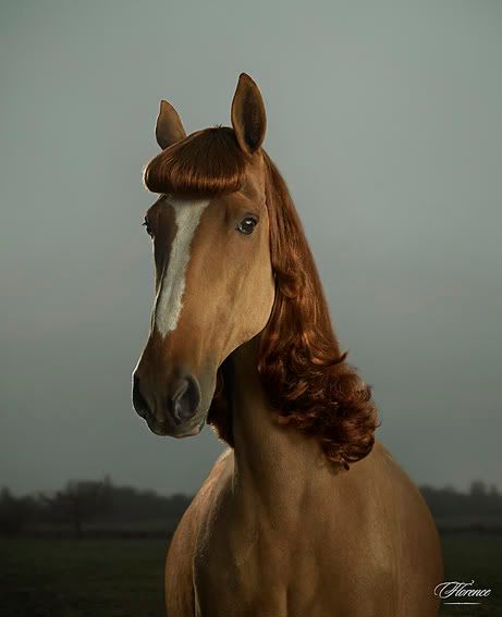 horse.jpg