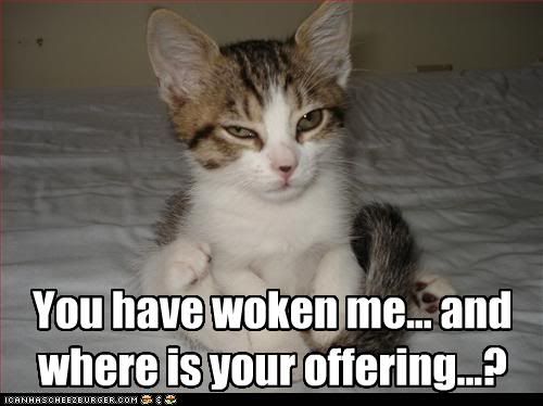 funny-pictures-cat-wants-offering.jpg
