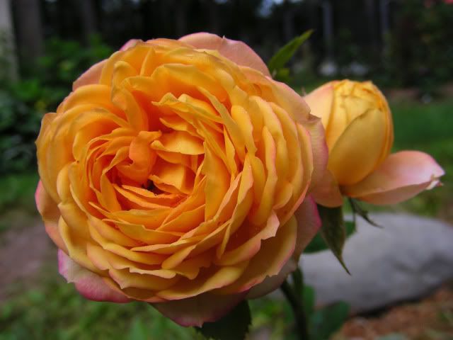 Baby Romantica Rose