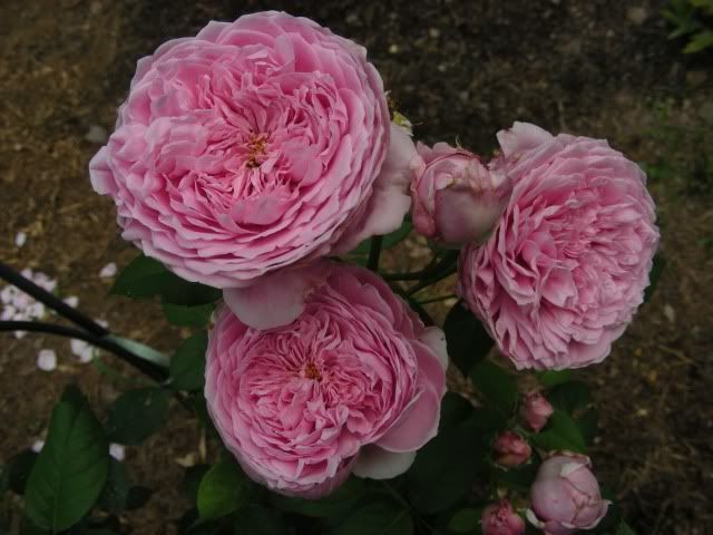 hồng leo giâm cành và ghép nhập khẩu. - 2