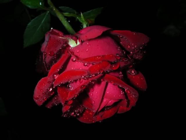 Vino Rosso