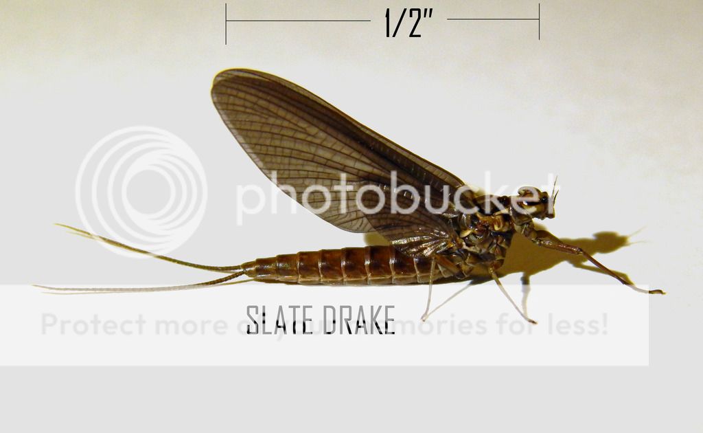 Slate Drake - Entomology - Fly Tying