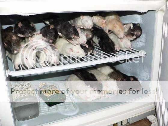 rats-fridge.jpg