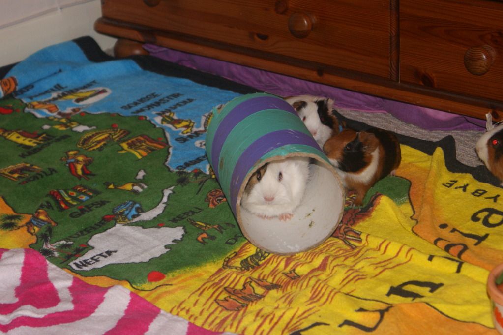 DSC02013.jpg