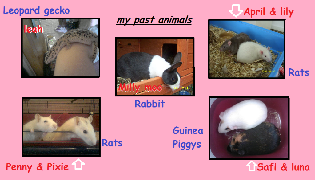 oldpets.png
